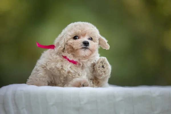 Adorável Maltês Poodle Mix Filhote Cachorro Cão Maltipoo Cão Feliz — Fotografia de Stock