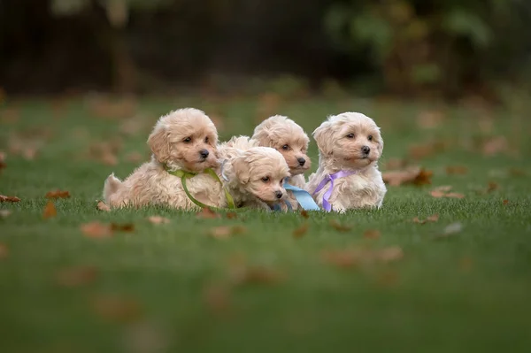 Adorable Maltese Poodle Mix Puppy Maltipoo Dog Happy Dog Park — Stock Photo, Image