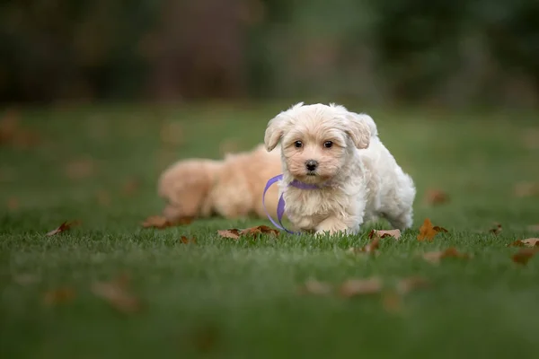 Adorable Maltese Poodle Mix Puppy Maltipoo Dog Happy Dog Park — Photo