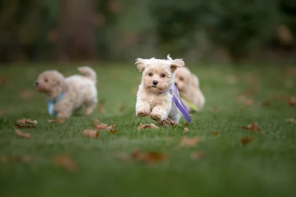 Adorable Maltese Poodle Mix Puppy Maltipoo Dog Happy Dog Park — Photo
