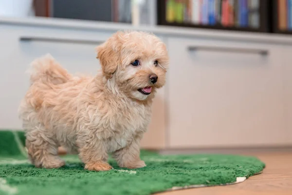 Schattige Maltese Poedel Mix Puppy Maltipoo Hond Gelukkige Hond Binnen — Stockfoto
