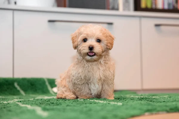 Adorable Maltese and Poodle mix Puppy (or Maltipoo dog). Happy dog indoor.