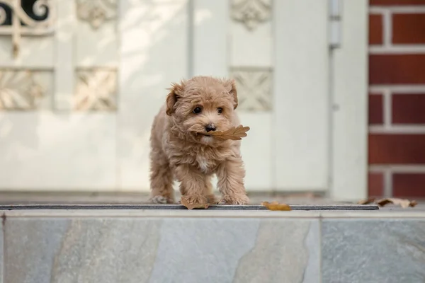 Adorable Maltese Poodle Mix Puppy Maltipoo Dog Happy Dog Indoor — Stock Fotó