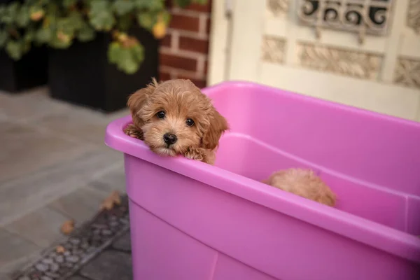 Adorable Maltese Poodle Mix Puppy Maltipoo Dog Happy Dog Park — Stock Fotó