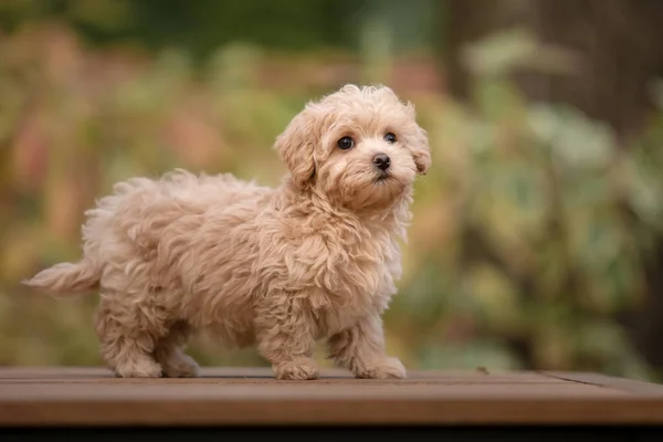 Adorável Maltês Poodle Mix Filhote Cachorro Cão Maltipoo Cão Feliz — Fotografia de Stock
