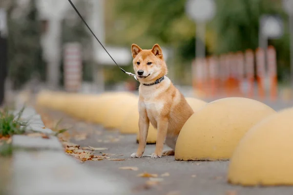 Shiba Inu Perro Aire Libre Colecciones Otoño Paseo Del Perro — Foto de Stock