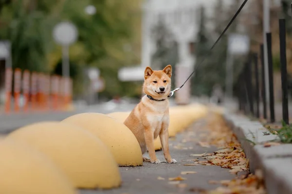 Chien Shiba Inu Plein Air Collections Automne Promenade Pour Chien — Photo