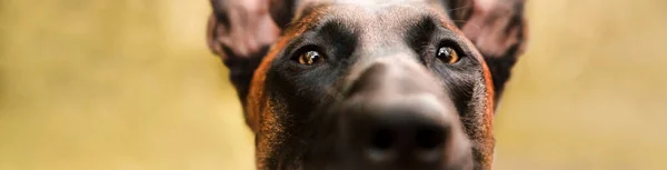 Dog eyes. Fall season. Pet on the walk. Belgian Shepherd Malinois breed dog. Cropped image. Banner