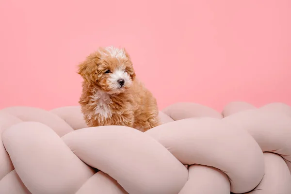 Câine Maltipoo Adorabil Maltez Poodle Amestec Puppy Fundal Roz — Fotografie, imagine de stoc