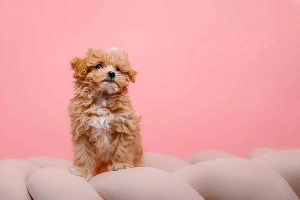 Anjing Maltipoo Maltese Dan Poodle Mencampur Puppy Latar Belakang Pink — Stok Foto