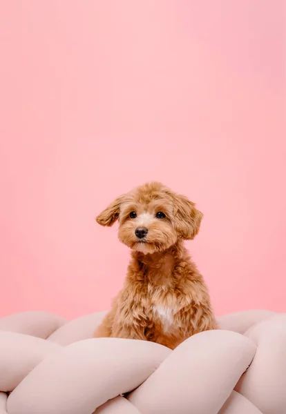 Câine Maltipoo Adorabil Maltez Poodle Amestec Puppy Fundal Roz — Fotografie, imagine de stoc