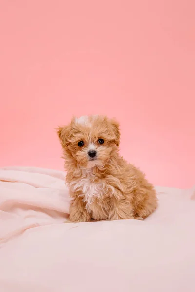 Cão Maltipoo Adorável Maltês Poodle Mix Filhote Cachorro Fundo Rosa — Fotografia de Stock