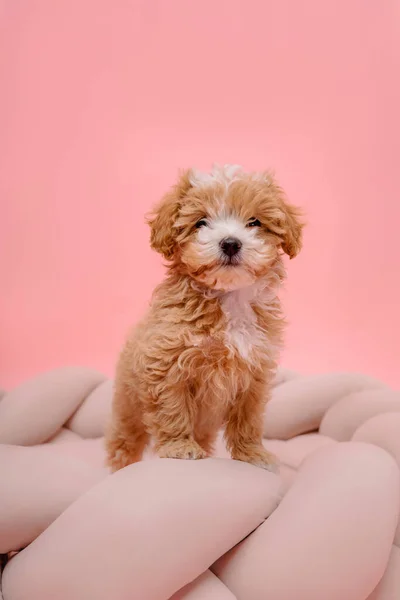 Cão Maltipoo Adorável Maltês Poodle Mix Filhote Cachorro Fundo Rosa — Fotografia de Stock