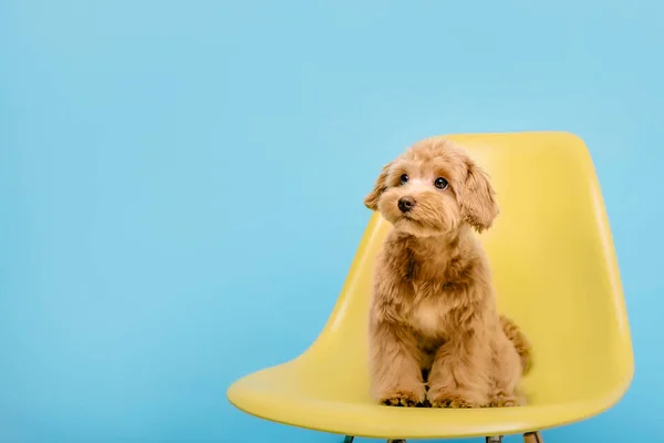 Maltipoo Dog Adorable Maltese Poodle Mix Puppy Dog Blue Background — Stock Photo, Image