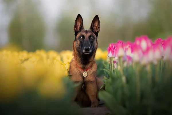 Dogs Standing Spring Belgian Shepherd Breed Dog Malinois Dog Police — Stockfoto
