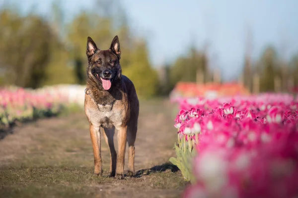 Honden Staan Lente Belgische Herder Ras Hond Malinois Hond Politiehond — Stockfoto