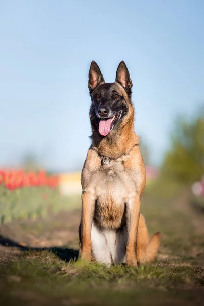 Hunde Stehen Frühling Belgischer Schäferhund Malinois Hund Polizeihund Haustier Tulpenfeld — Stockfoto