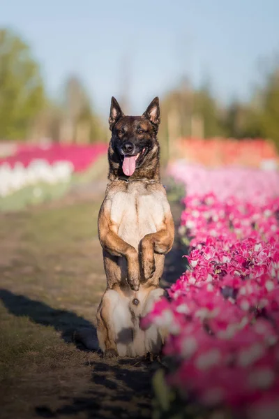 Σκυλιά Στέκονται Την Άνοιξη Βελγικό Τσοπανόσκυλο Σκυλί Μαλινουά Αστυνομικό Σκυλί — Φωτογραφία Αρχείου
