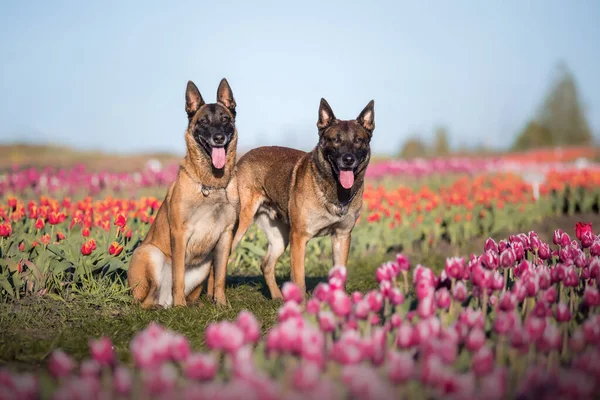 Honden Staan Lente Belgische Herder Ras Hond Malinois Hond Politiehond — Stockfoto