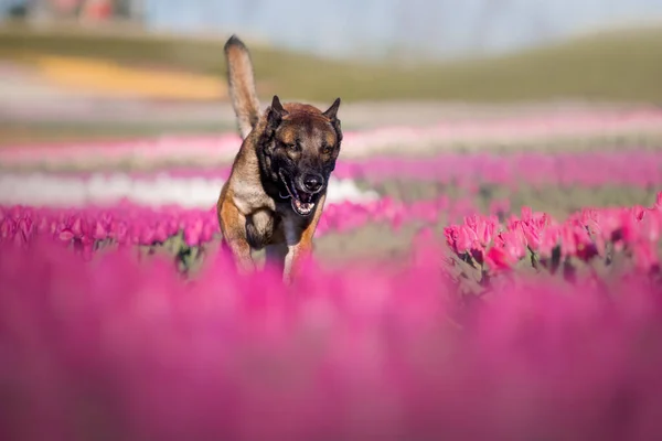 Honden Staan Lente Belgische Herder Ras Hond Malinois Hond Politiehond — Stockfoto