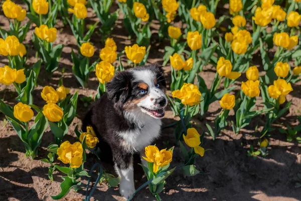 Μινιατούρα American Shepherd Κουτάβι Στο Πεδίο Τουλίπες — Φωτογραφία Αρχείου