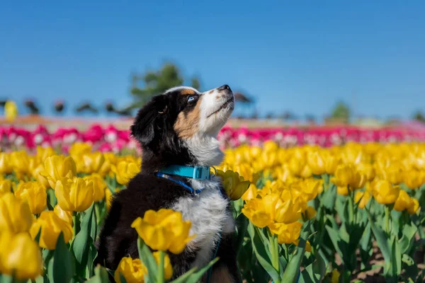 Miniature American Shepherd Puppy Tulips Field — Stockfoto