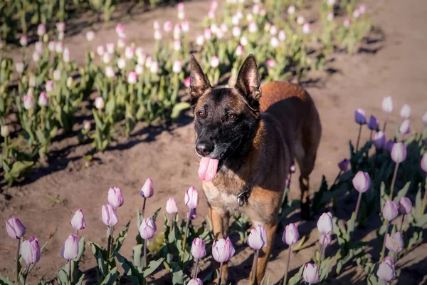 Dogs Standing Spring Belgian Shepherd Breed Dog Malinois Dog Police — Stockfoto