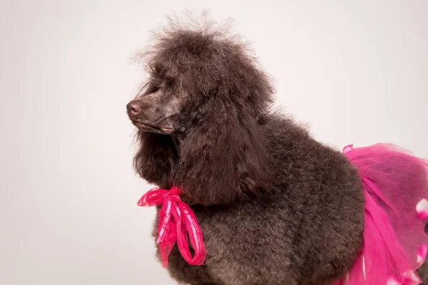 Cão Poodle Francês Padrão — Fotografia de Stock