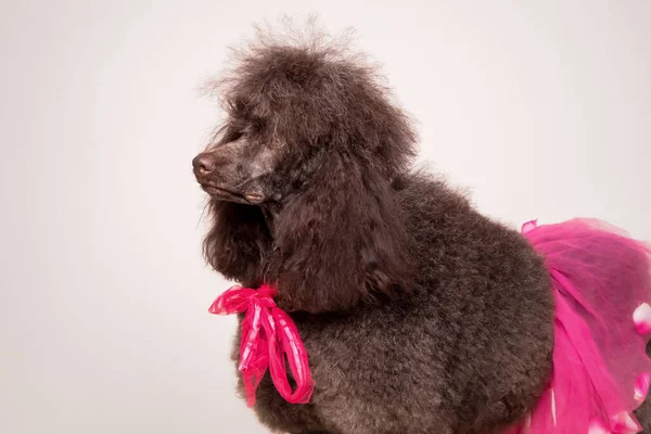 Standard French Poodle Dog — Stock Photo, Image