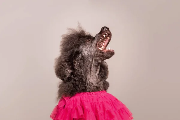 Cão Poodle Francês Padrão — Fotografia de Stock