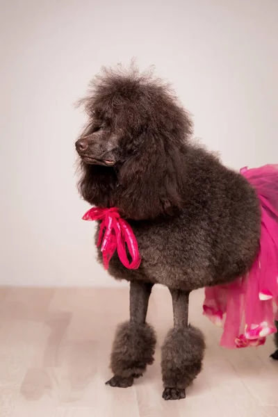 Cão Poodle Francês Padrão — Fotografia de Stock