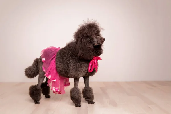 Standard French Poodle Dog — Stock Photo, Image