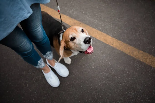 Cão Passear Parque Beagle Raça Cão Livre Verão — Fotografia de Stock