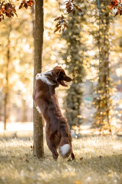 Border Collie Dog Breed Dog Tricks Fall Season — Stock Fotó
