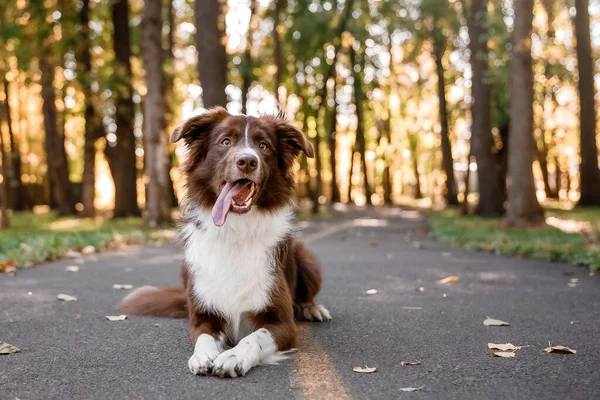 Border Collie Dog Breed Dog Tricks Fall Season — Zdjęcie stockowe