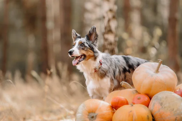 Hund Posiert Mit Kürbissen Wald Halloween Und Thanksgiving Feiertage Border — Stockfoto