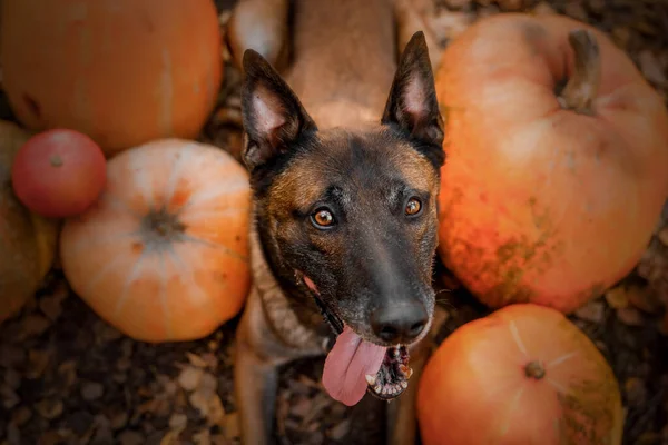 Dog with pumpkin in autumn. Halloween dog. Belgian Shepherds Malinois dog