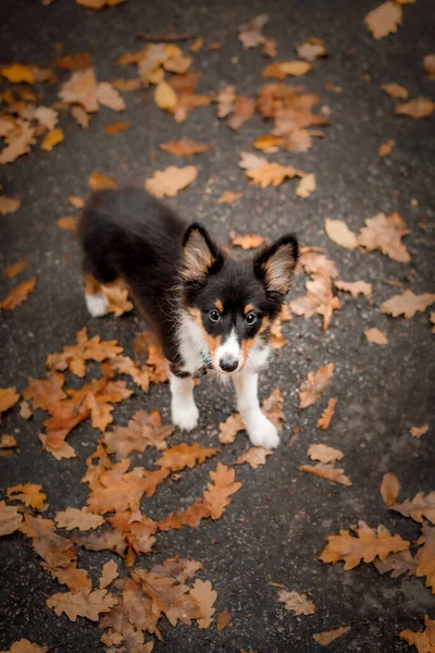 秋天散步时可爱的设得兰牧羊犬 雪地狗 背景是枫叶中的三色狗 — 图库照片