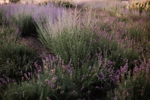 Lavendelsträucher Nahaufnahme Bei Sonnenuntergang Sonnenuntergang Schimmern Über Violetten Lavendelblüten Büsche — Stockfoto