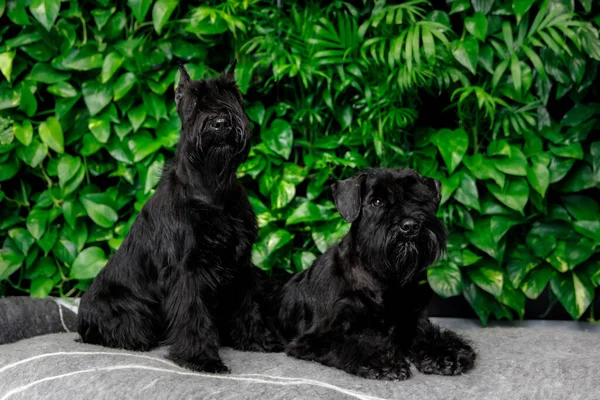 ミニチュアシュノーザー犬またはZwergschnauzer屋内 — ストック写真