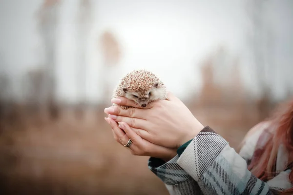 Ute African Pygmy Hedgehog Girls Hands Pet Owner Exotic Domestic — Stock Photo, Image