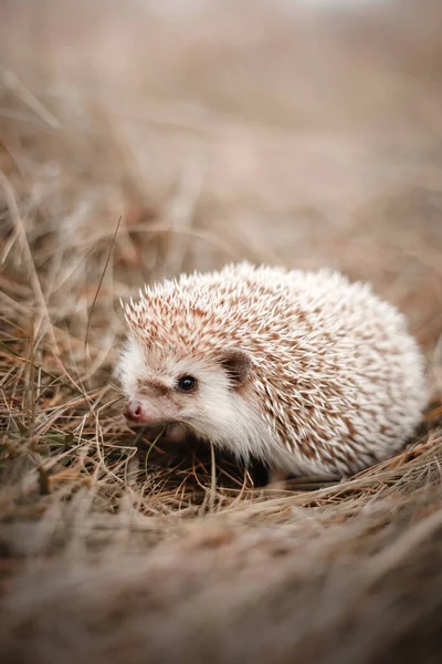 アフリカのピグミーハリネズミ エキゾチックな家畜 — ストック写真