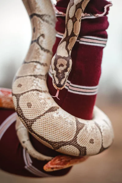 Egzotyczne Zwierzę Domowe Dziewczyna Wężem Wąż Dłoniach Właściciel Wężem — Zdjęcie stockowe