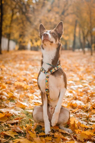 Dog Autumn Nature Active Pet Park Yellow Foliage Dog Tag — Stock Photo, Image