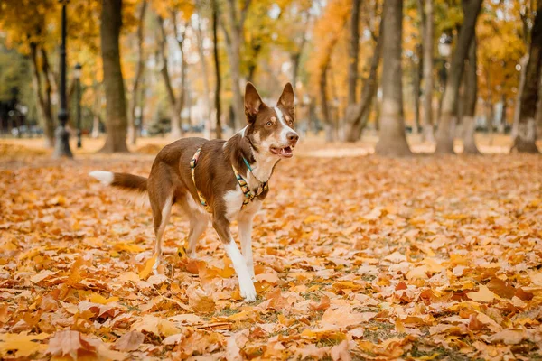 Hondenherfst Natuur Actieve Huisdier Het Park Geel Blad Identiteitskaart Kyiv — Stockfoto