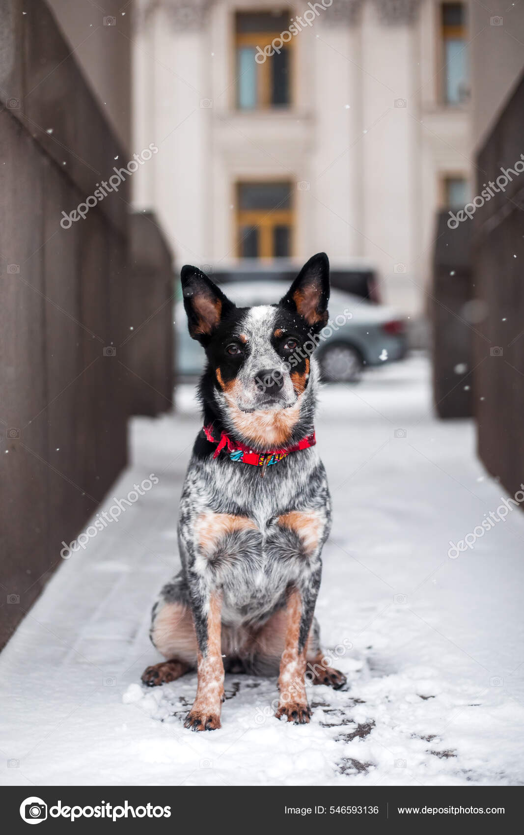 Pastor Australiano Bandana Para Blue Heeler Cão Australiano Raça Cão Gado  Inverno Close Retrato Blue Heeler, image size:1067x1700