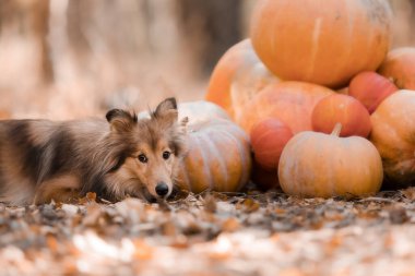 Arka planda balkabağı olan bir köpek. Cadılar Bayramı. Balkabaklı Shetland çoban köpeği. Hasat et. Şükran Günü. Sheltie köpeği. 