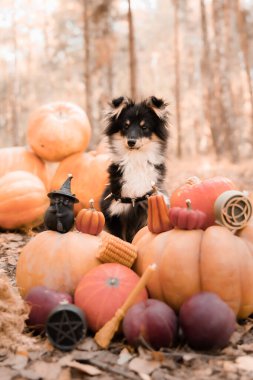 Arka planda balkabağı olan bir köpek. Cadılar Bayramı. Balkabaklı Shetland çoban köpeği. Hasat et. Şükran Günü. Sheltie köpeği. 
