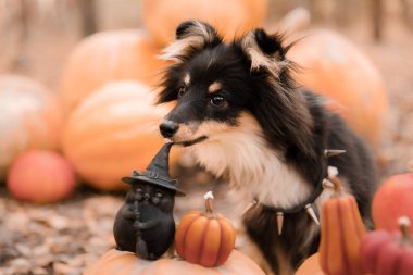 Arka planda balkabağı olan bir köpek. Cadılar Bayramı. Balkabaklı Shetland çoban köpeği. Hasat et. Şükran Günü. Sheltie köpeği. 