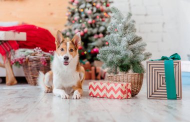 Mutlu yıllar ve mutlu Noeller! Noel ağacının yanında şirin bir köpek. Köpek evde tatil için bekliyor..